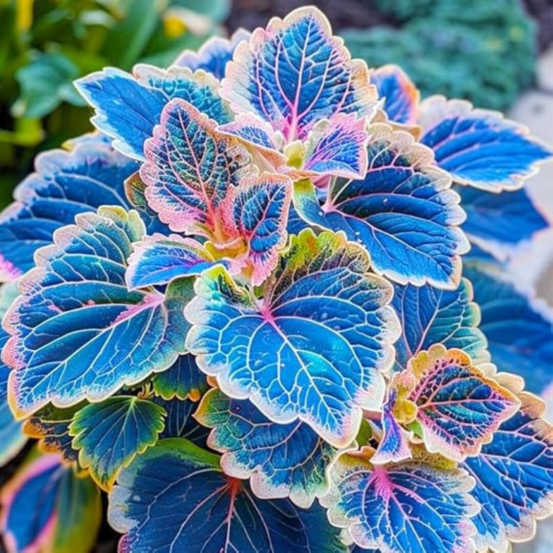 Rainbow Coleus Seeds - Colorful Foliage Plant for Home Garden - Etsy