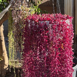 May include: A white hanging basket filled with trailing red plants. The plant has small, closely packed leaves, giving a dense, textured look. Another hanging plant with green and yellow leaves is visible in the background.