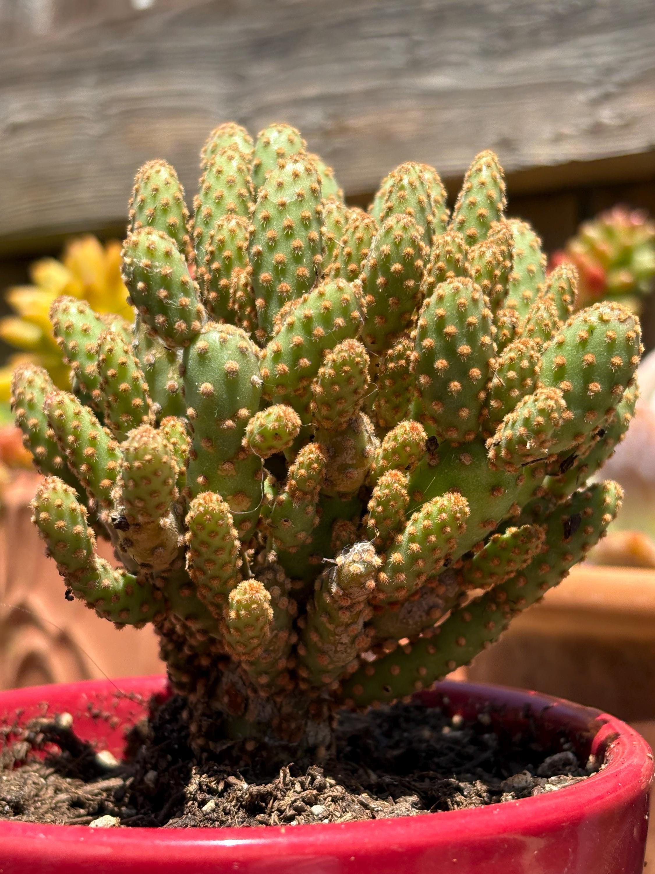 Opuntia monacantha - Etsy 日本