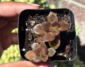 Echeveria Black Prince - Planta viva de 2 pulgadas