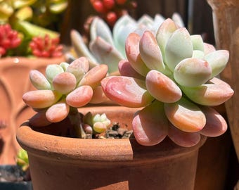 Graptosedum Miul Sukkulente