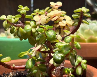 斑入りエレファントブッシュ | レインボーブッシュ多肉植物 | ポーチュラカリア・アフラ・バリエガタ | 鉢植えの根付き多肉植物