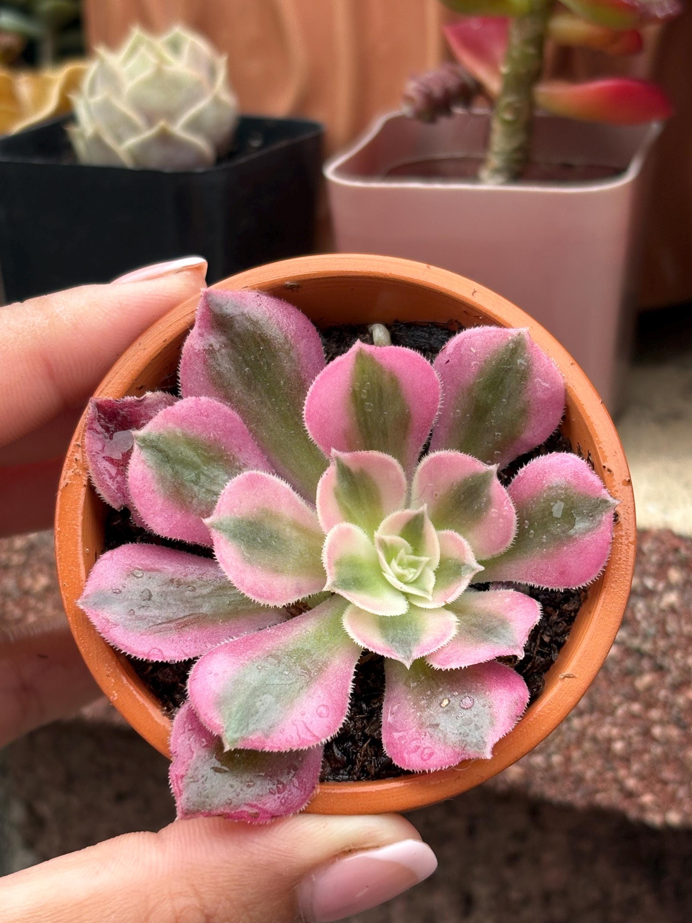 Aeonium pink witch - Etsy 日本