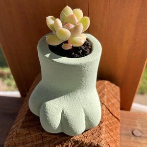 May include: A light green, foot-shaped planter holding a small succulent plant. The succulent has pale green and pink leaves. The planter is made of a textured material and sits on a wooden surface. The background is a wooden fence.