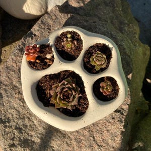 May include: A white paw-shaped planter filled with soil and small succulents. The succulents vary in color, including green, red, and purple. The planter sits on a large, textured rock.
