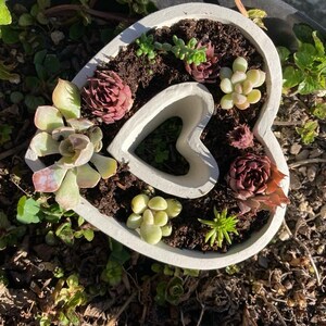 Heart plant pot, heart pot