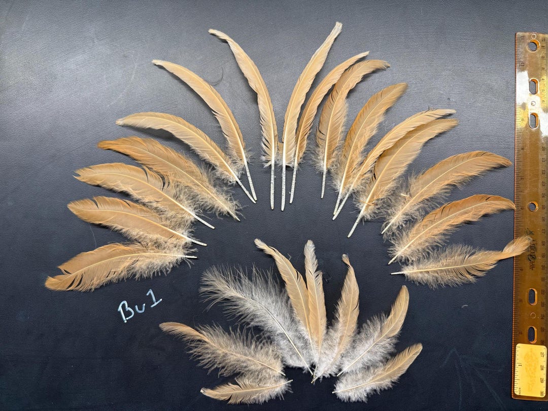 Buff Colored Feathers (tan) - Etsy