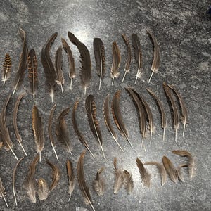 Brown Feathers, cruelty free