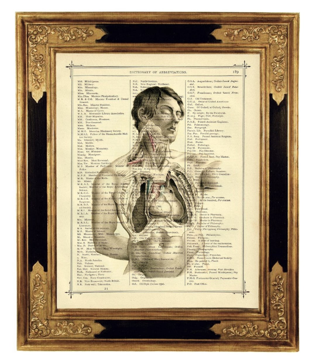 Anatomy Torso Man Medical Heart Dictionary Poster Dark Academia ...