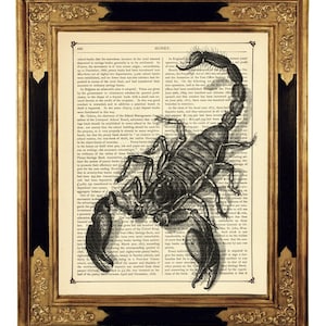 Black Scorpion Insect Gothic Steampunk Dark Academia Halloween - Vintage Victorian Book Page Art Print Gift for Him
