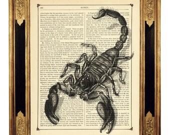 Scorpion noir insecte gothique steampunk sombre université Halloween - page de livre victorienne vintage impression d'art cadeau pour lui
