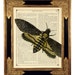 see more listings in the Animales, Aves, Insectos section