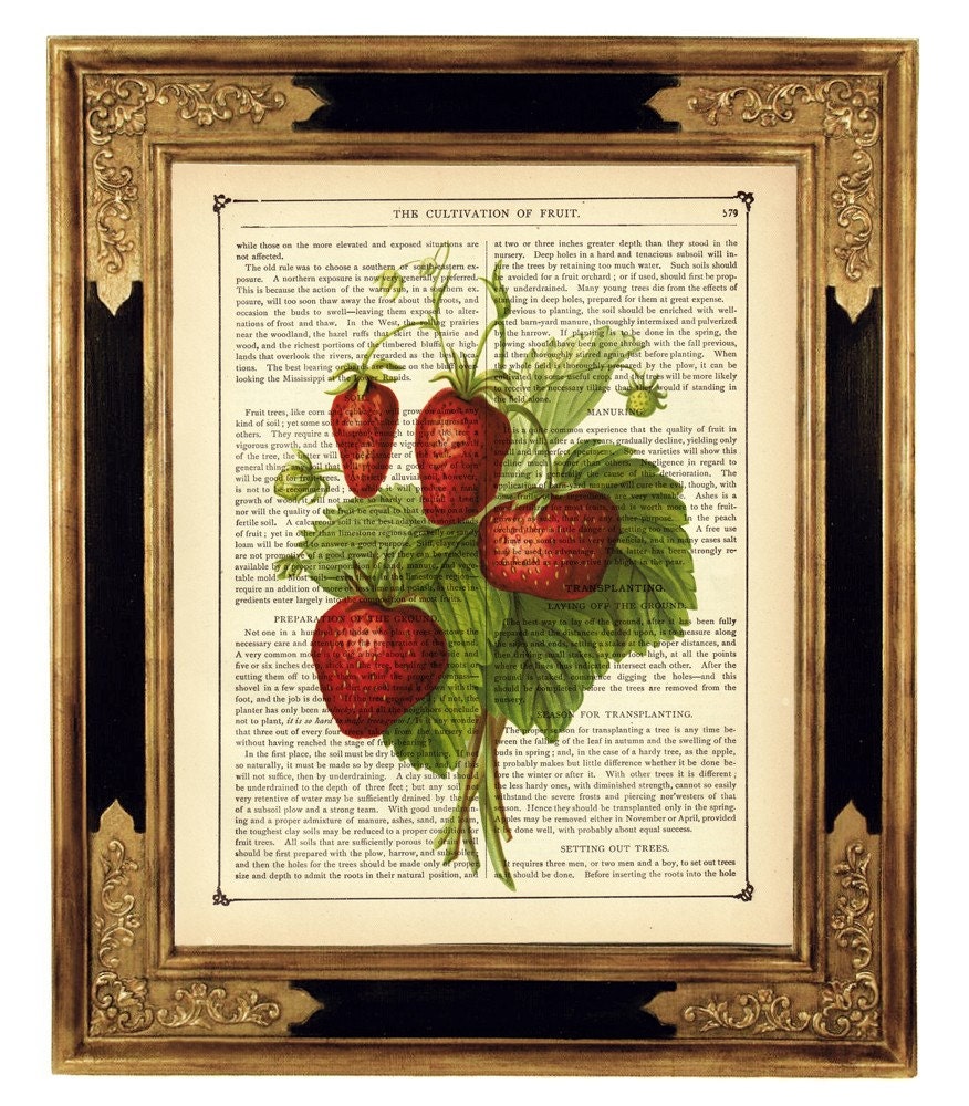 Strawberry Dictionary Art Print Botany Fruit Garden Country Etsy