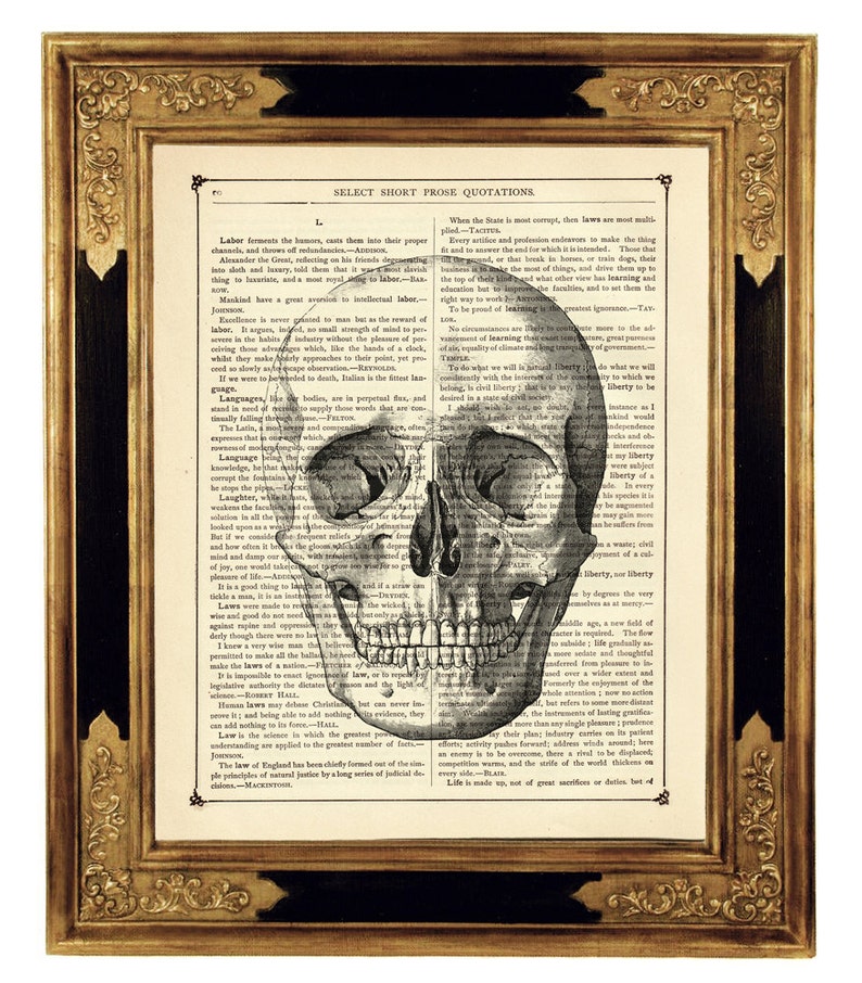 Human Skull Image Head Gothic Halloween Anatomy Poster Dark Academia Vintage Victorian Book Page Art Print Steampunk image 1