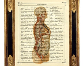 Anatomy Dictionary Art Torso Medical History Gothic - Vintage Victorian Book Page Art Print Steampunk