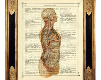 Dicionário de anatomia Art Torso História Médica Gótico - Vintage Victorian Book Page Art Print Steampunk