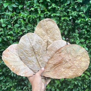 Natural Indian Almond Leaves: Betta Fish & Shrimp Aquarium Care, 50 Leaves + 5 Free catappa