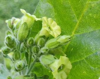Mapacho Seeds (Nicotiana Rustica) Organic