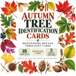 May include: A set of Autumn Tree Identification Cards featuring the text "AUTUMN TREE IDENTIFICATION CARDS" and "MONTESSORI BOTANY THREE-PART CARDS". The design includes 18 tree sets, definition cards, and 3 bonus posters, surrounded by colorful illustrations of various autumn leaves, acorns, seeds, and nuts.