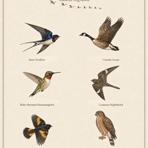 May include: A poster titled BIRDS THAT FLY SOUTH Autumn Migration featuring illustrations of a Barn Swallow, Canada Goose, Ruby-throated Hummingbird, Common Nighthawk, American Redstart, and Broad-winged Hawk arranged on a cream background.