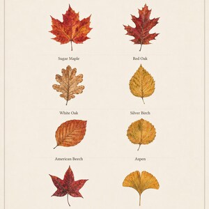 May include: An illustrated field guide titled AUTUMN LEAVES featuring eight distinct leaf specimens: Sugar Maple, Red Oak, White Oak, Silver Birch, American Beech, Aspen, Sweetgum, and Ginkgo, each labeled with its common name in black text.