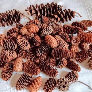 May include: A collection of various sized brown pine cones, some with stems, arranged on a white surface. The cones display a range of textures and shades of brown, from light tan to dark chocolate.