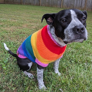 May include: A black and white dog wearing a rainbow knitted sweater. The dog is sitting on green grass.