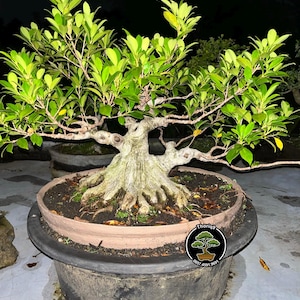 Ficus Microcarpa Bonsai Tree code 02. Tropical Tree. |Ficus |Tiger Brack |Nebari |Maple |Japanese Tree