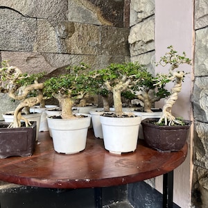 Pode incluir: Uma coleção de várias pequenas árvores bonsai com troncos retorcidos e texturizados e folhagem verde densa. As árvores estão plantadas numa variedade de vasos quadrados ou hexagonais brancos e castanhos escuros, dispostos numa mesa redonda.