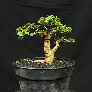 Mame Bonsai - Etsy