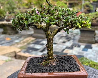 Serrisa japonica Bonsai Tree code 08. Tropical Tree. |Ficus |Tiger Brack |Nebari |Maple |Japanese Tree