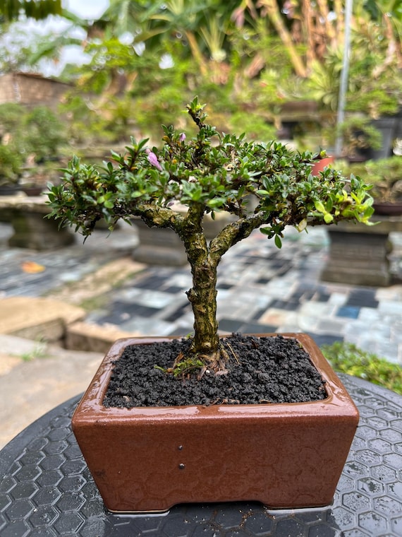 eibe baccata kaufen Gemeine Eibe (Taxus baccata) | 125-150 cm im Topf