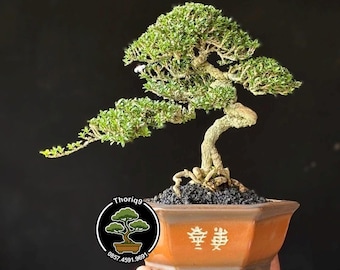 Drzewko bonsai Serrisa japonica kod S0. Drzewo tropikalne. |Ficus |Tiger Brack |Nebari |Klon |Drzewo japońskie