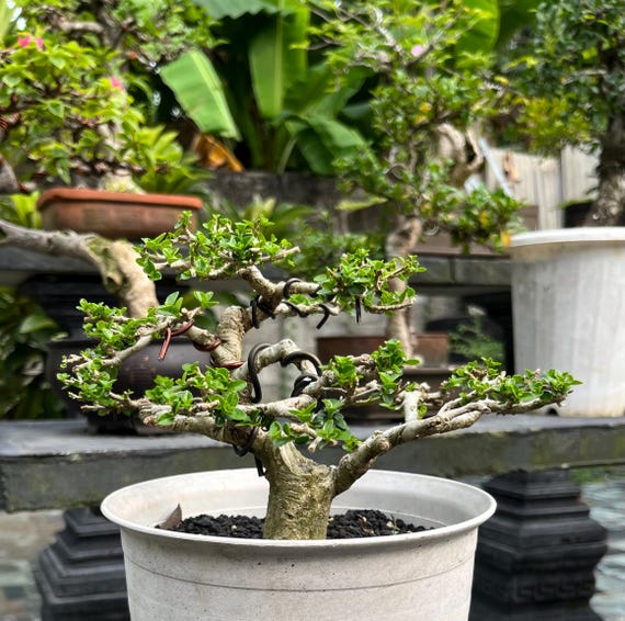 live bonsai plants Live Dwarf Australian Weeping Willow Bonsai Tree