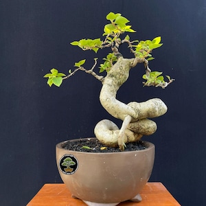 Bonsai Bougainvillea Glabra - Etsy