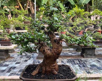Ehretia microphylla Bonsai tree code 04. Tropical Tree. |Ficus |Tiger Brack |Nebari |Maple |Japanese Tree