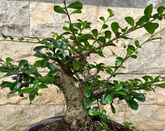 Ehretia microphylla Bonsai tree code 03. Tropical Tree. |Ficus |Tiger Brack |Nebari |Maple |Japanese Tree