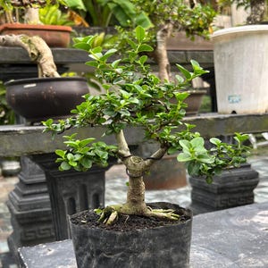 Peut inclure: Un petit bonsaï avec des feuilles vertes vives et un tronc texturé. L'arbre est planté dans un pot en plastique noir. D'autres bonsaïs sont visibles en arrière-plan, ainsi qu'une structure en béton et une végétation luxuriante.