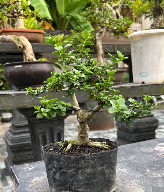 Premna Microphilla Bonsai rbol cdigo 009. rbol tropical. /Ficus /Tiger  Brack /Nebari /Arce /rbol japons