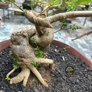 May include: A bonsai tree with a twisted trunk and small green leaves. The tree is planted in a brown pot filled with dark soil. The branches are intricately shaped, showcasing the art of bonsai cultivation.