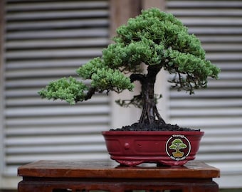 Op de afbeelding: Een bonsai boom met heldergroene bladeren en een donkere, getextureerde stam. De boom staat in een rode, ovaalvormige pot en staat op een houten tafel. De achtergrond is een raam met horizontale jaloezieën.
