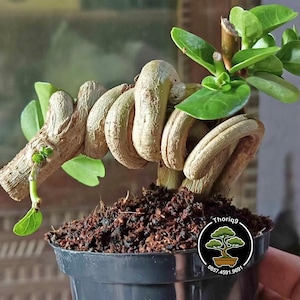 May include: A small bonsai tree in a black pot. The trunk is intricately shaped with a twisted design, and the plant has vibrant green leaves. The pot sits on a bed of dark soil. The image includes a logo with the text "Thoriq9".