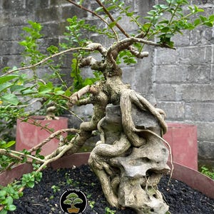 Puede incluir: Un bonsái con un tronco y ramas nudosas, con pequeñas hojas verdes. El árbol está plantado en una maceta marrón con tierra oscura y una base de piedra. La imagen incluye un logotipo con un bonsái.