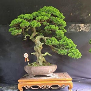 Op de afbeelding: Een zorgvuldig vervaardigde bonsai-boom met levendig groen blad en een knoestige stam, gepresenteerd in een bruine keramische pot. De boom staat op een decoratieve houten standaard met sierlijke gravures, tegen een donkere achtergrond.