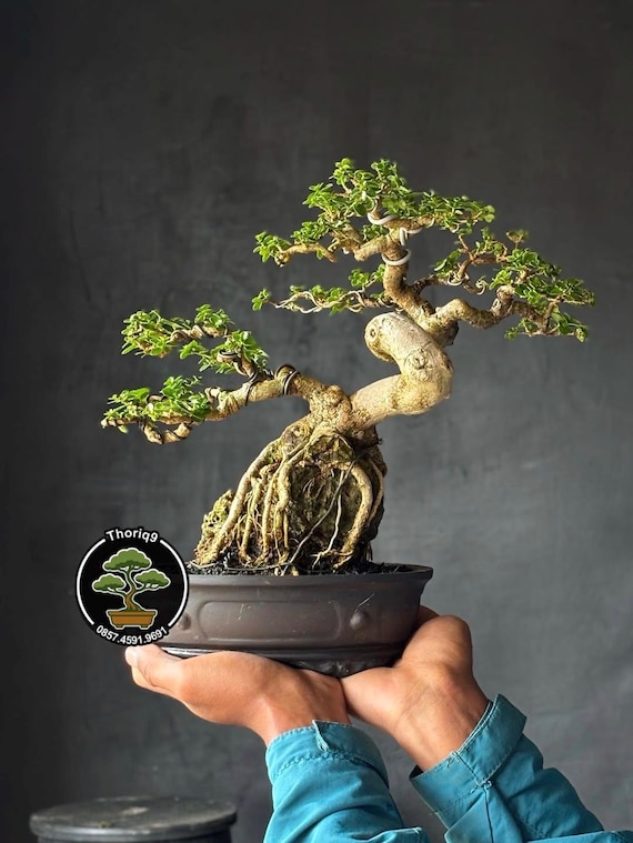 ボナフェ、マグニフィカEnzo Bonafe MAGNIFICA ツリー 7D Premna Microphylla Bonsai Code S01. Tropical Tree. |ficus |tiger