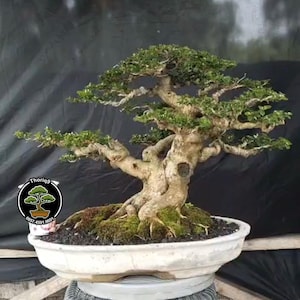 Premna Microphylla Bonsai código 167. Árbol tropical. /Ficus /Tiger Brack /Nebari /Arce /Árbol japonés