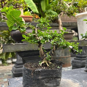 May include: A miniature bonsai tree with bright green foliage and a twisted trunk. The tree is potted in a black plastic container. Other potted plants and greenery are visible in the background, suggesting an outdoor setting.