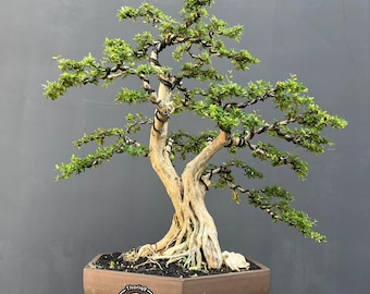 Desmodium | Bluebell bonsai tree