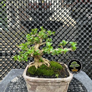 Pode incluir: Um pequeno bonsai em um vaso retangular de cerâmica envelhecida. A árvore tem folhas verdes e um tronco retorcido, com musgo cobrindo o solo. O fundo apresenta uma estrutura de treliça preta.