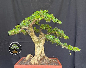 Ehretia microphylla Bonsai tree code 01. Tropical Tree. |Ficus |Tiger Brack |Nebari |Maple |Japanese Tree